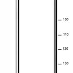 Agrafes inox Série WP - 75 mm, 27 mm, Acier inoxydable, Oui, 2900 pcs