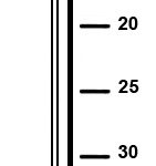 Pointes MiniBrads aluminium En bande - 1.2 mm, 15 mm, Aluminium, Tête plate, 7000 pcs